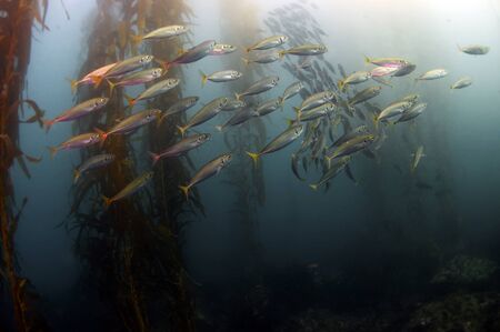 A school of mackeral in a kelp forestの写真素材