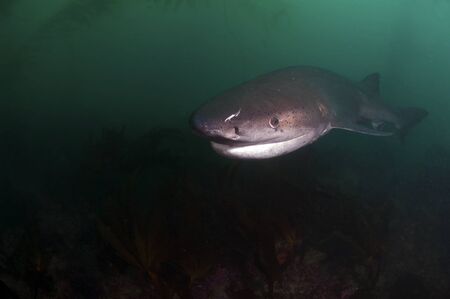 Seven Gill Sharkの写真素材