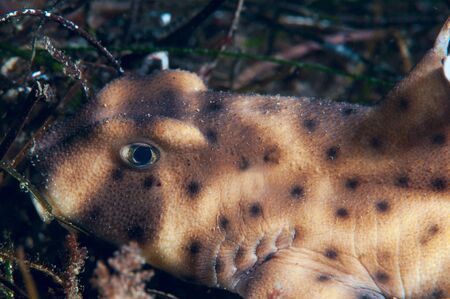 Horn Sharkの写真素材