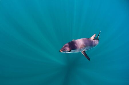 Mako Sharkの写真素材