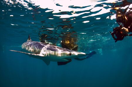 Blue Sharkの写真素材