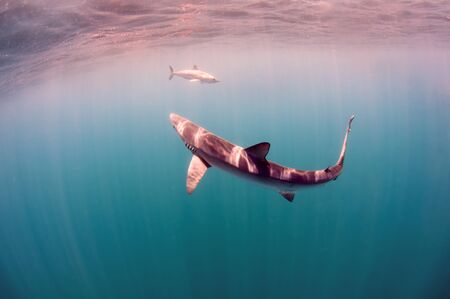 A blue shark with a makoの写真素材