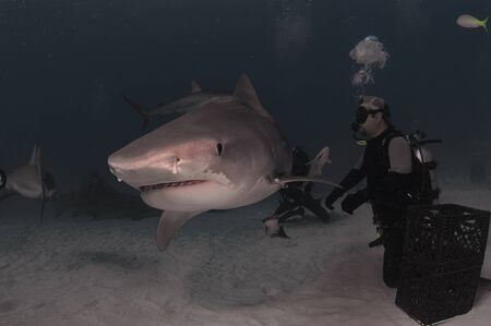 Tiger Sharkの写真素材