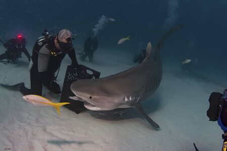Tiger Sharkの写真素材