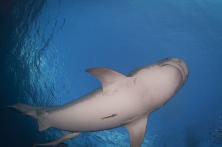 Tiger Sharkの写真素材
