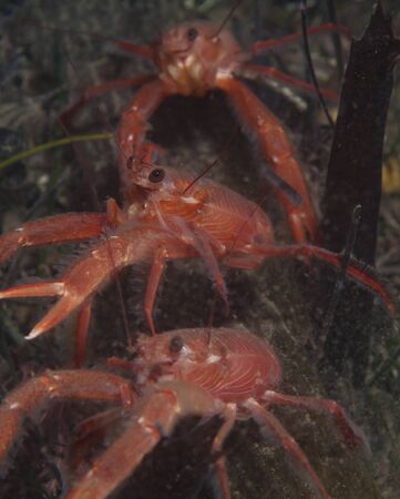 Tuna or Pelagic Crabの写真素材