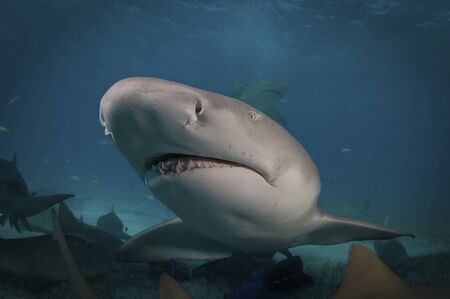 Lemon Sharkの写真素材