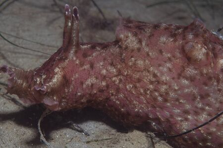Sea Hare Nudibranchの写真素材