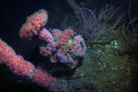 An anemone covered valve on the deck of a sunken shipの写真素材