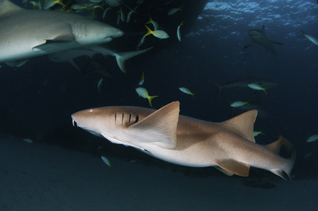 Nurse Sharkの写真素材