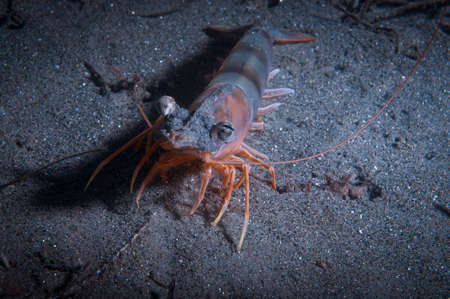 Target Shrimp in underwaterの写真素材