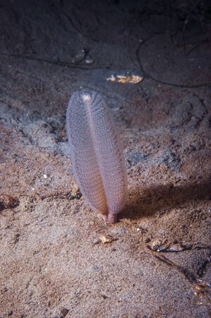 Sea pens are a form of soft coral.の写真素材