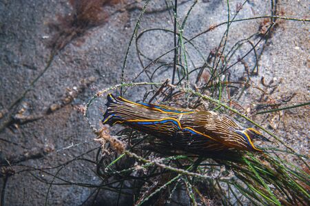 The navanax is a nudibranch the preys on other nudibranchs for foodの写真素材