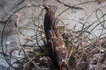 The navanax is a nudibranch the preys on other nudibranchs for foodの写真素材