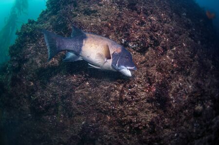 An adult sheepshead feeding on seaweed の写真素材