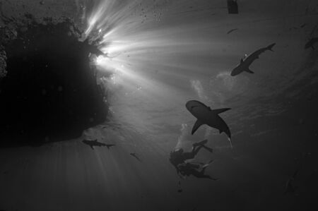 Divers making a saftey stop while a pack of sharks swim nearby