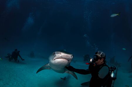 A diver photographing a tiger sharkの写真素材