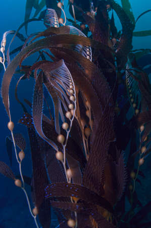 Kelp Forestの写真素材