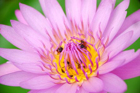 Closeup of pink lotus flower の写真素材