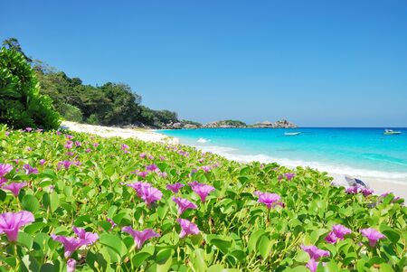 Purple wild flowers on beach.の写真素材