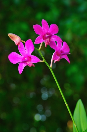 Purple orchidの写真素材