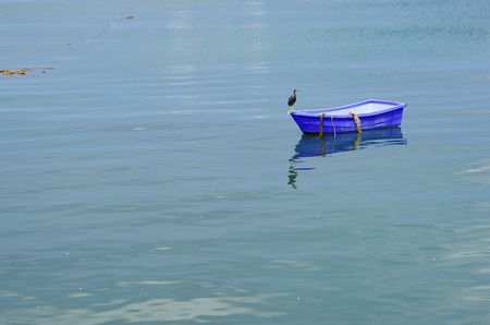 Bird on a boat in the sea.の写真素材