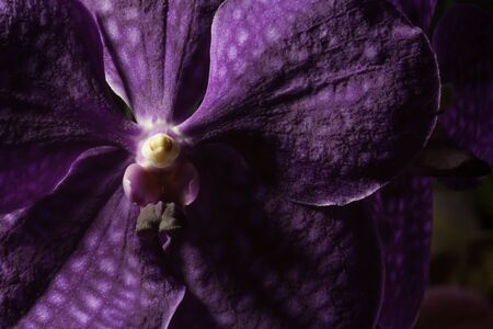 Vanda purple Orchid on darkの写真素材