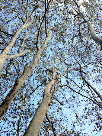 tree