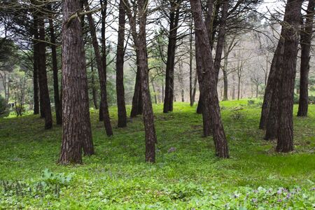 Forest view at park in Istanbul