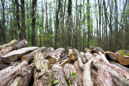 Chopped wood in forest at park in Istanbul