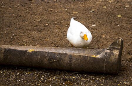 Duck eating at park in Istanbulの写真素材
