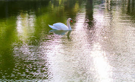 Swan at lakeの写真素材