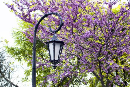 Street lamp and Redbud tree at park in Istanbulの写真素材