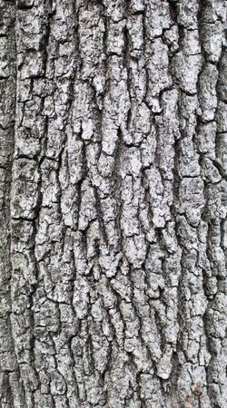 Tree trunk close up backgroundの写真素材