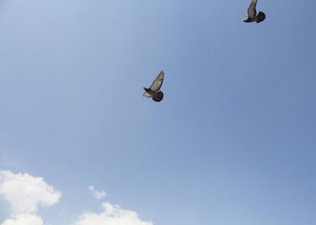 Pigeons flying in front of Yeni mosque in Eminonu/Istanbulの写真素材
