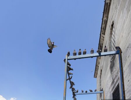 Pigeons flying in front of Yeni mosque in Eminonu/Istanbulの写真素材