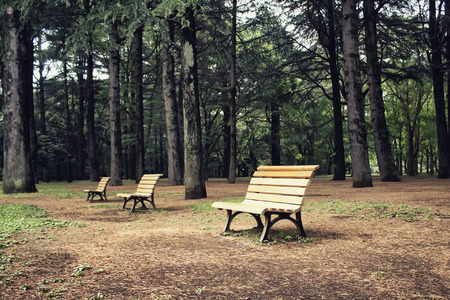 Benches and Trees in Yoyogi Park in Tokyoの写真素材
