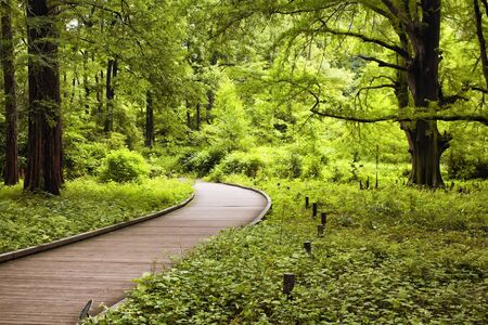 Walkway in Shinjuku garden in Tokyoの写真素材
