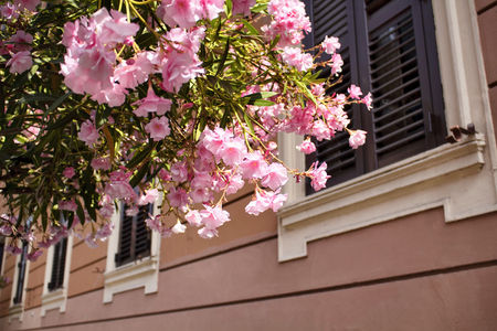 Flowers in front of traditional building in Rome. Wooden shutters are closed