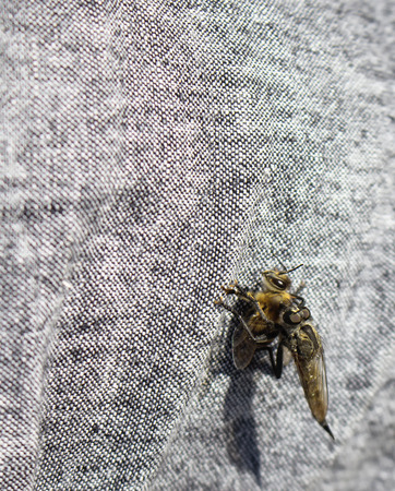 Bugs paiing (mating) on cotton textile surface in a sunny dayの写真素材