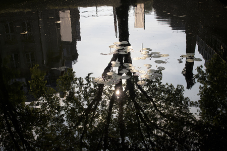 A reflection of a tree on water at Konigsallee in Dusseldorf. Many lily pads are also in scene. Sun is seen through branches.の写真素材