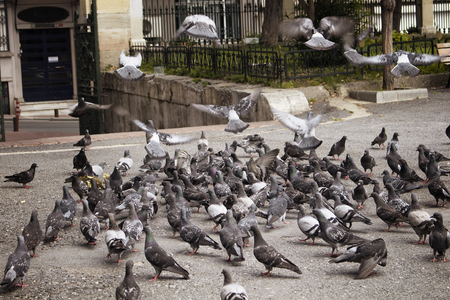 Many pigeons on ground and some fly.の写真素材