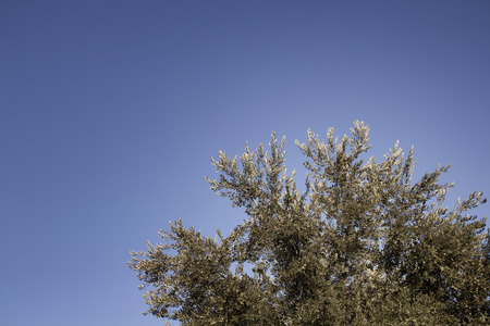 View of olive tree with clear, blue sky background.の写真素材