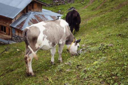 View of young calves grazing on grass field in mountain (high plateau) village named Gito. The image is captured in Rize area of Black Sea region located at northeast of Turkey.の写真素材