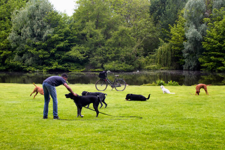 View of dog watcher play with dogs on grass field, pond, trees at Vondelpark in Amsterdam. It is a public urban park of 47 hectares. It is a summer day.のeditorial素材