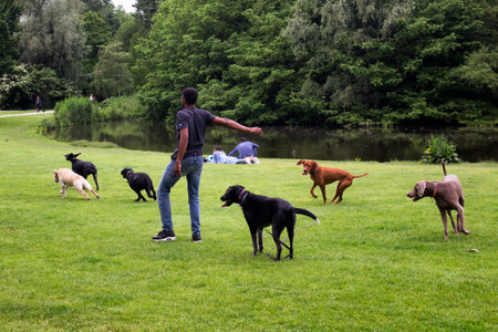 View of dog watcher play with dogs on grass field, pond, trees at Vondelpark in Amsterdam. It is a public urban park of 47 hectares. It is a summer day.のeditorial素材