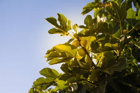 Close up view of yellow figs (Ficus carica) on a tree with clear, blue sky background captured in Izmir / Turkeyの写真素材