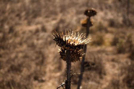 Close up view of wild plant (Onopordum illyricum) captured in Izmir / Turkey. It is a sunny summer day.の写真素材