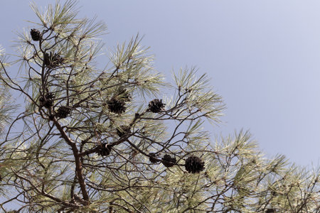 Close up view of pine cones and branches with clear, blue sky background.