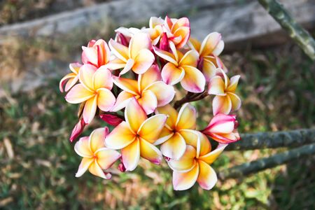 Flowers that hang down from the trunk. Pink flowers with yellow.の写真素材